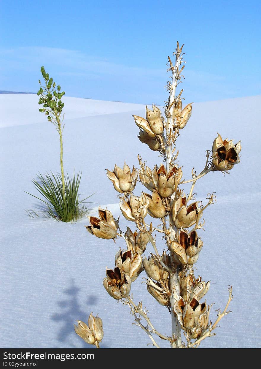 White Sands