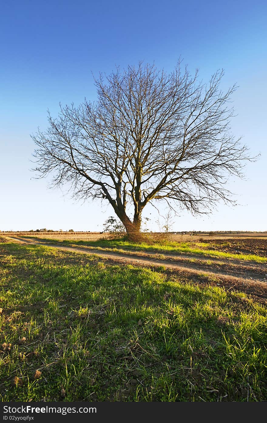 Tree with no foliage at the end of the day. Tree with no foliage at the end of the day