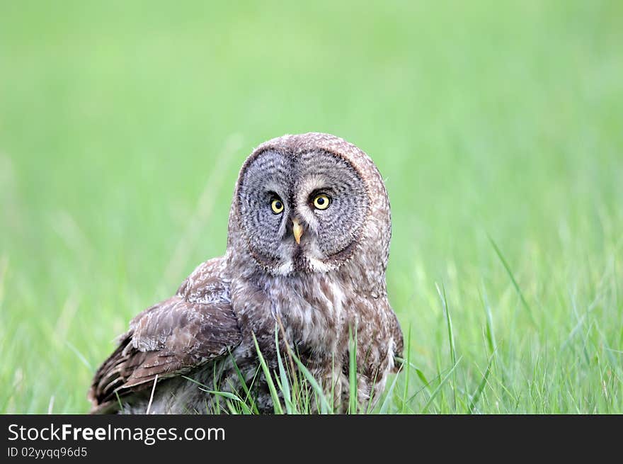 Great Grey Owl Portrait