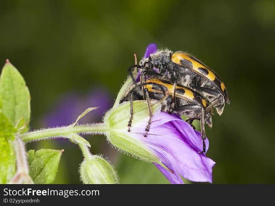 Brachyta interrogationis mating. Macro photo.