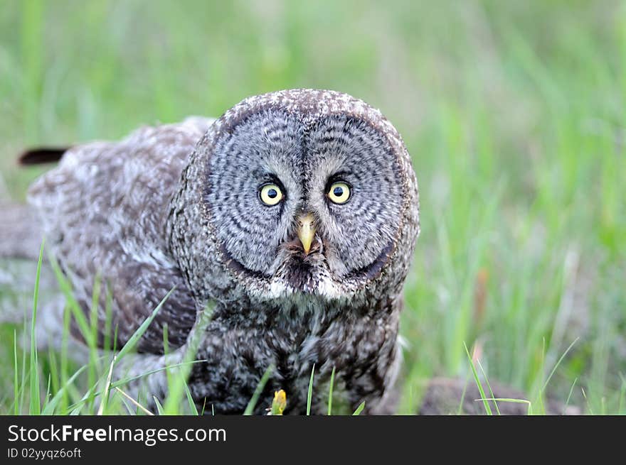 Portrait Of Great Grey Owl