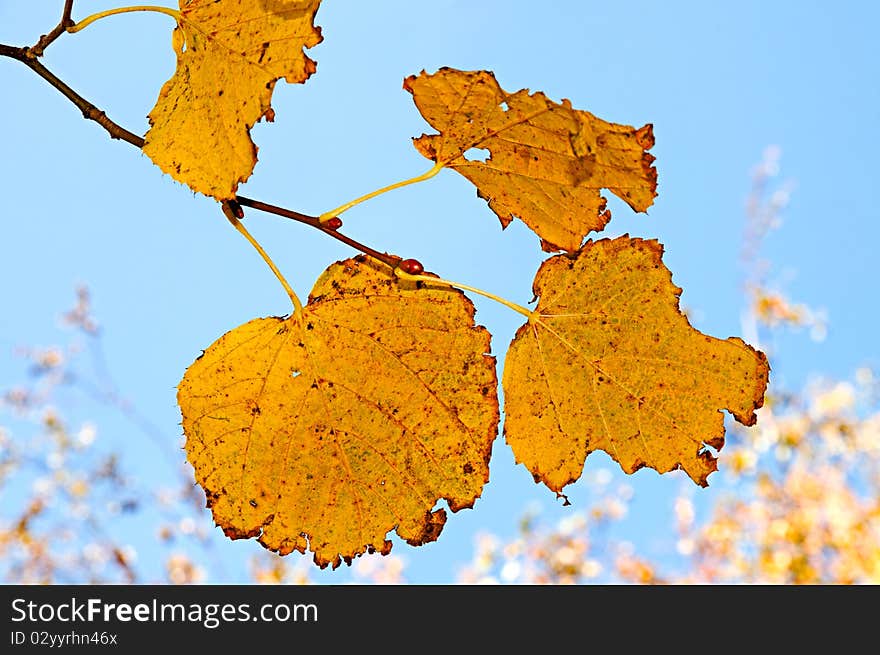 The yellowed foliage of a aspen is photographed close-up