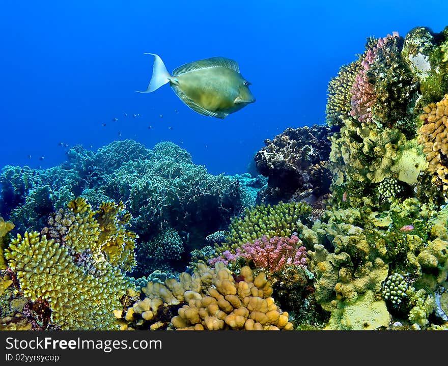 Colourful kind of a landscape under water