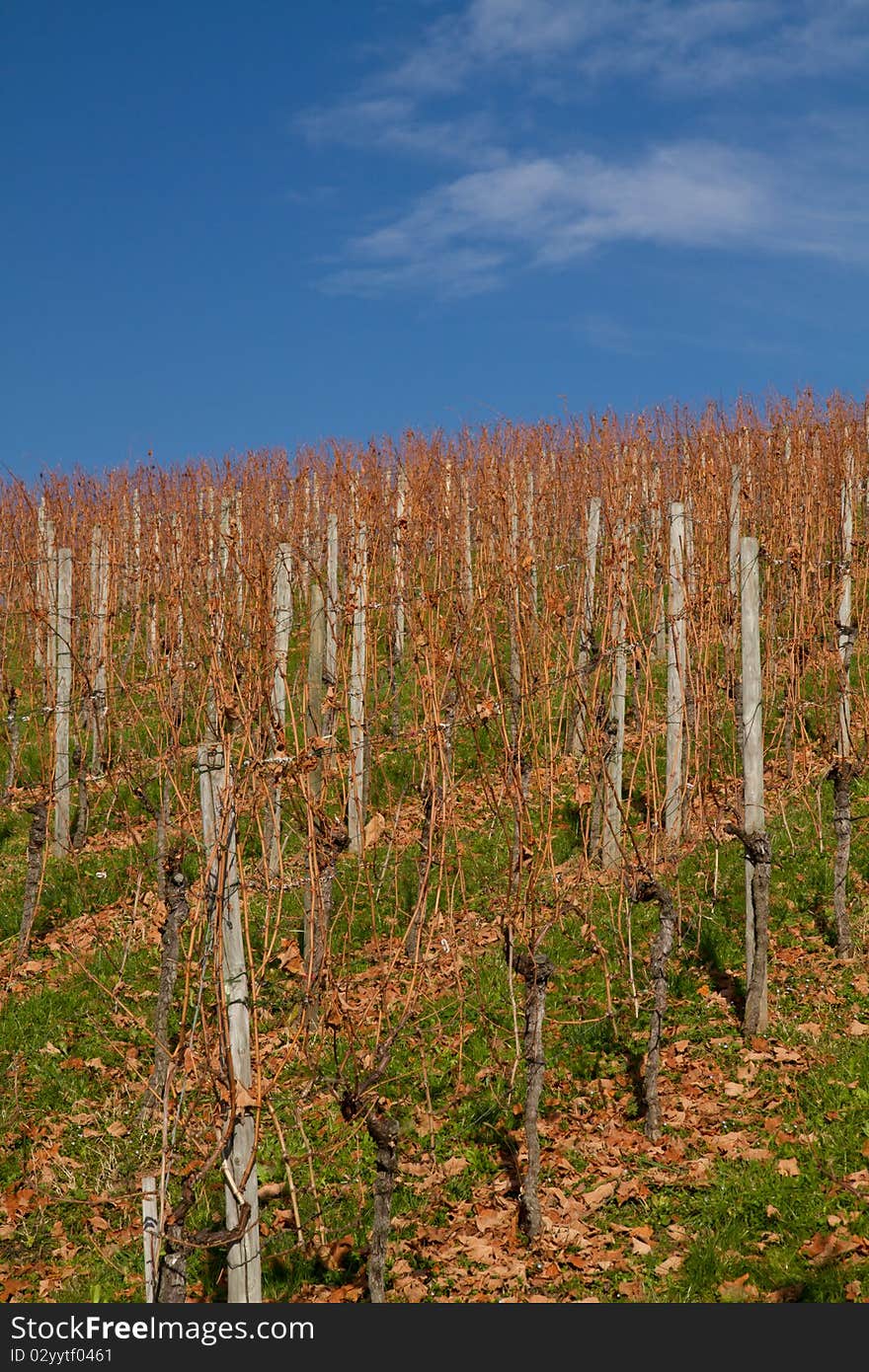 Vineyard In The Fall