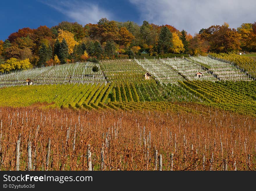 Rows of vine in autumn. Rows of vine in autumn