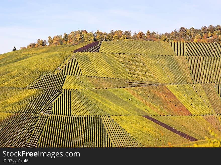 Vineyard in Stuttgart with beautiful colors, the autumn season. Vineyard in Stuttgart with beautiful colors, the autumn season