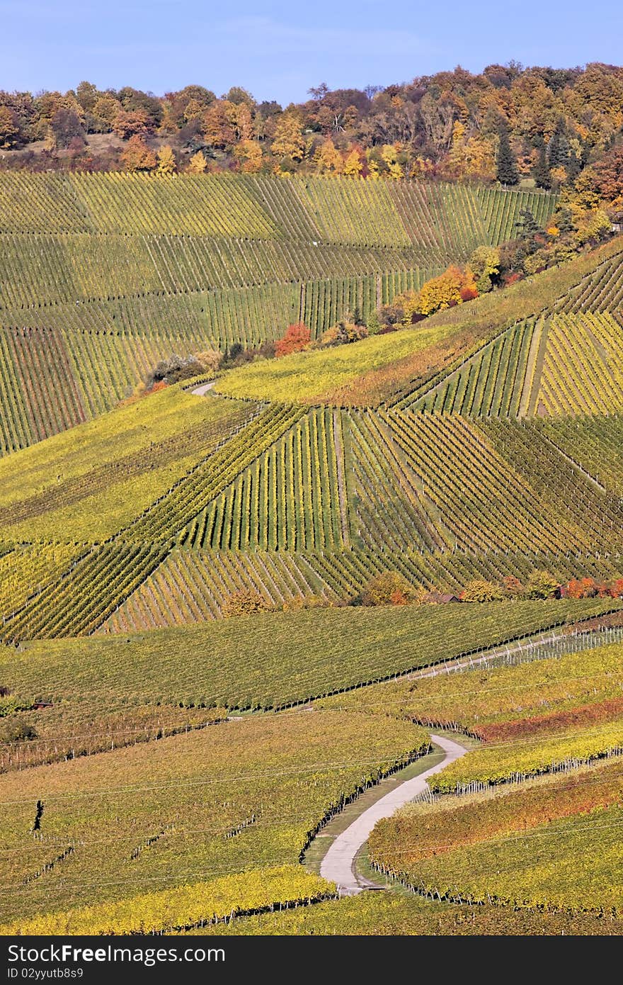 Vineyard in Stuttgart with beautiful colors, the autumn season. Vineyard in Stuttgart with beautiful colors, the autumn season