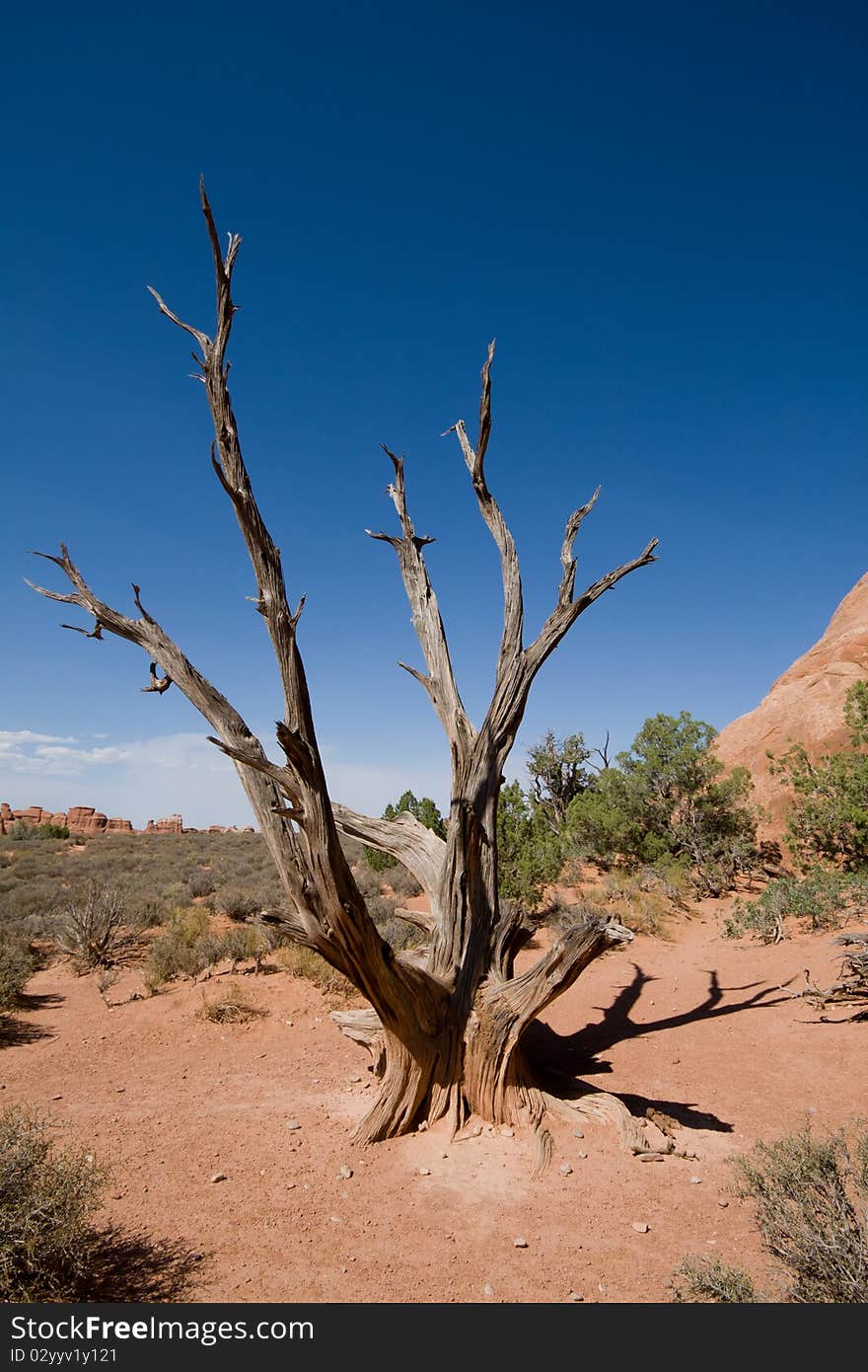 Some wood in Arches National park. Some wood in Arches National park