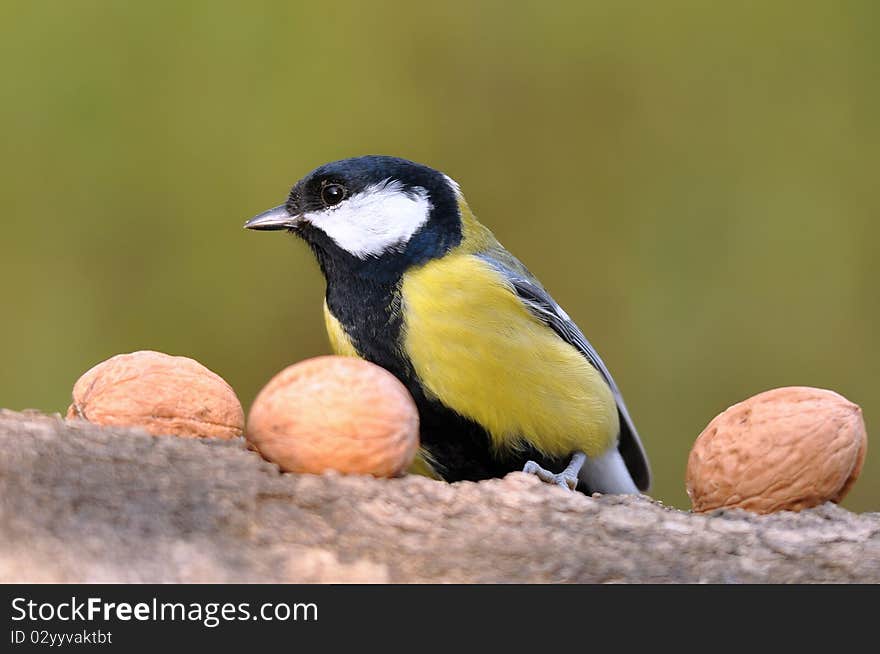 Great Tit With Nuts