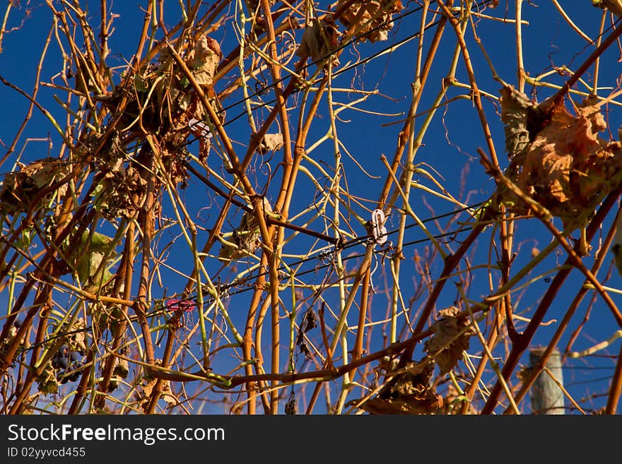 Rows of vine in autumn. Rows of vine in autumn