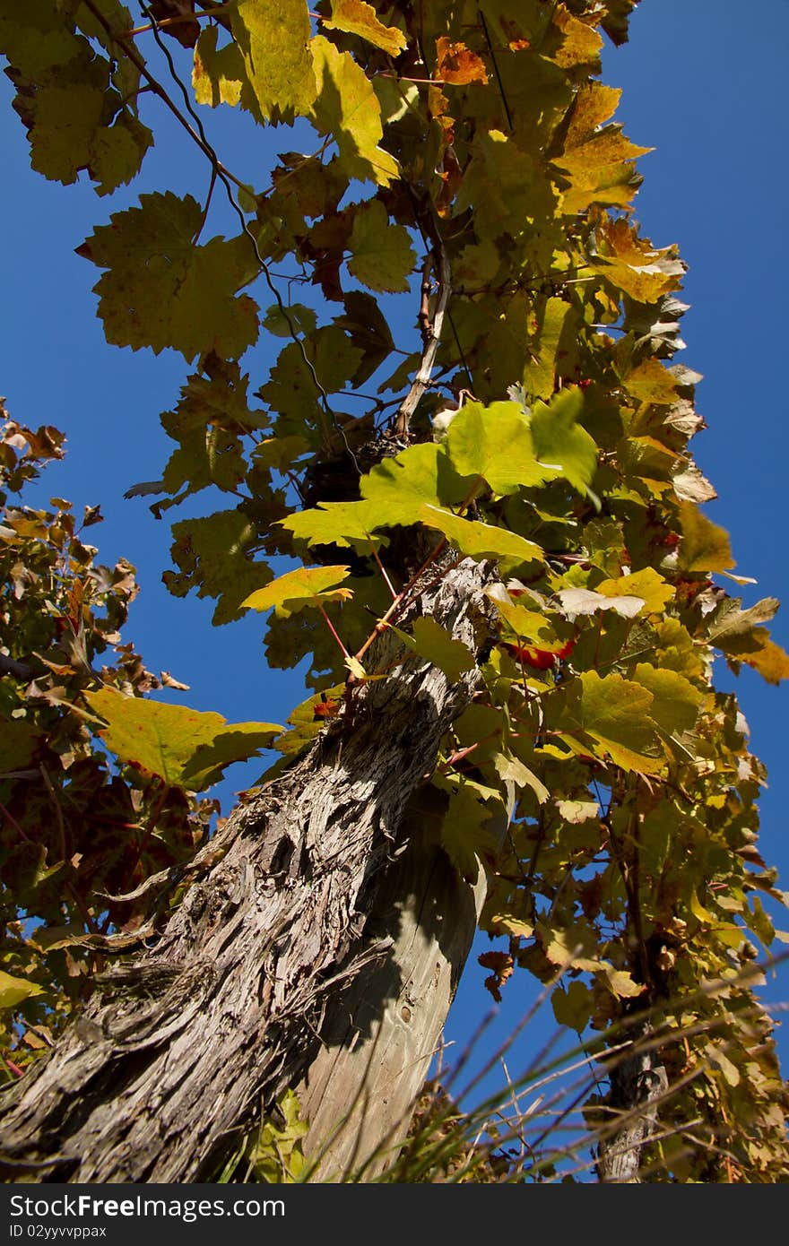 Rows of vine in autumn. Rows of vine in autumn