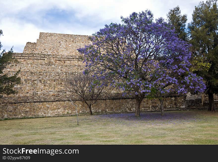 Flowering tree in Monte Alban, Oaxaca, Mexico. Flowering tree in Monte Alban, Oaxaca, Mexico