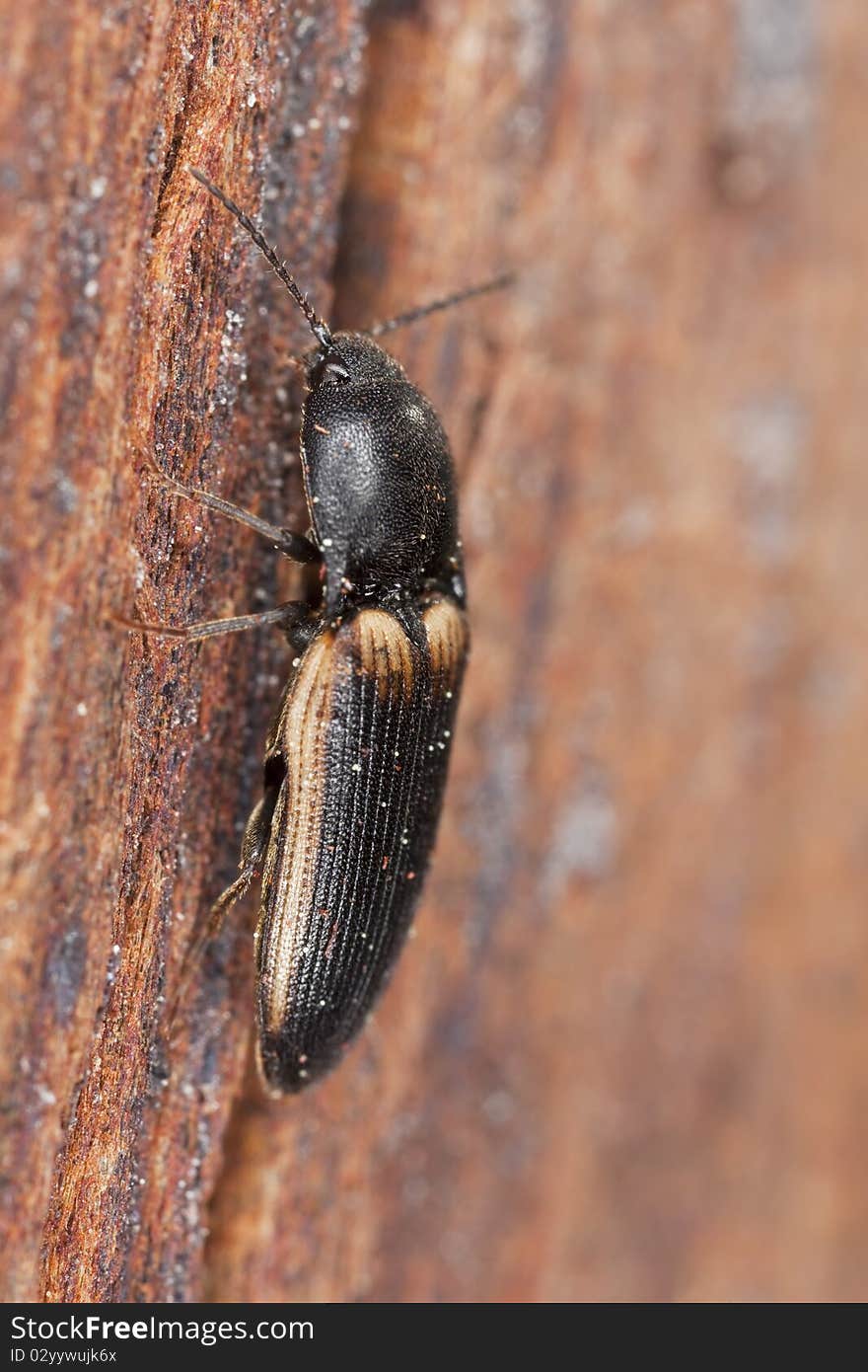 Click beetle on wood. Macro photo.