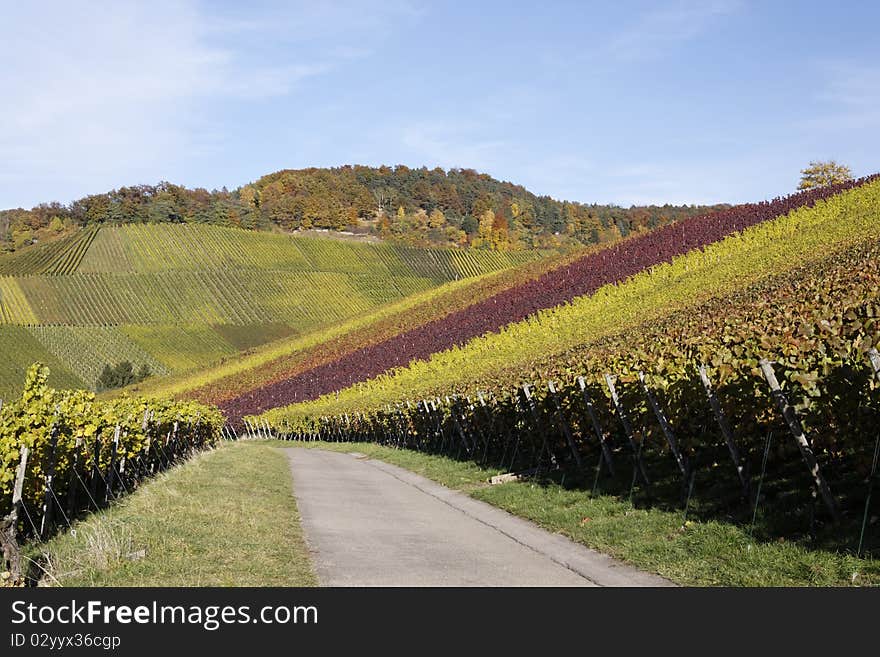 Vineyard And A Way