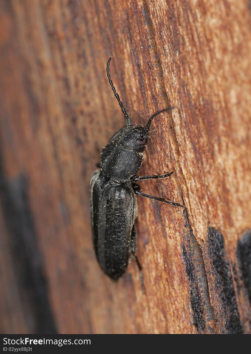 Black Spruce Borer (Asemum Striatum)