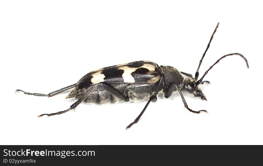 Three-banded long-horn beetle (Judolia sexmaculata)