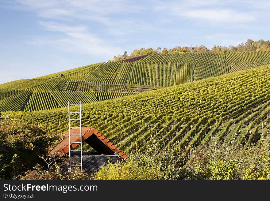 Vineyard in Stuttgart with beautiful colors, the autumn season. Vineyard in Stuttgart with beautiful colors, the autumn season