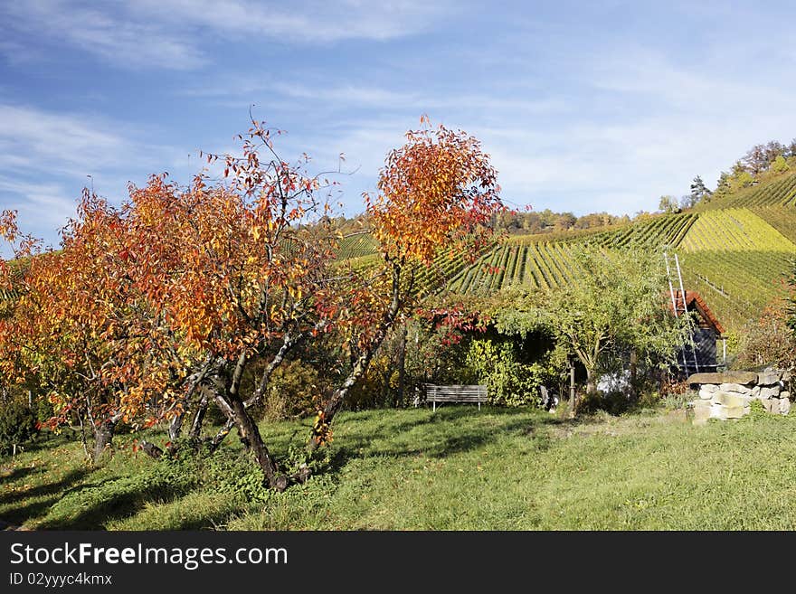 Vineyard in Stuttgart with beautiful colors, the autumn season. Vineyard in Stuttgart with beautiful colors, the autumn season