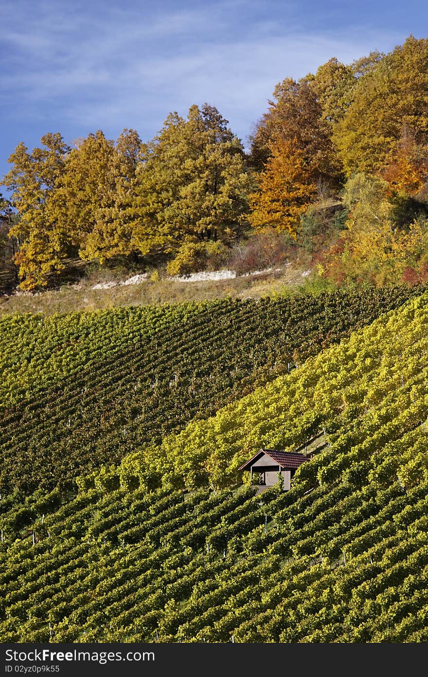 Vineyard in Stuttgart with beautiful colors, the autumn season. Vineyard in Stuttgart with beautiful colors, the autumn season