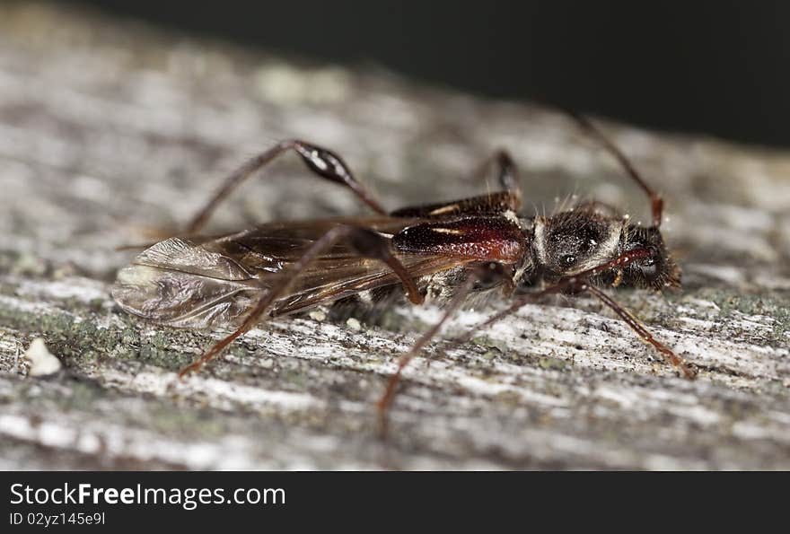 Spruce shortwing beetle (Molorchus minor)