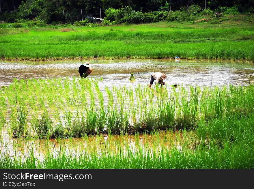 People working in a rice plantation in asia