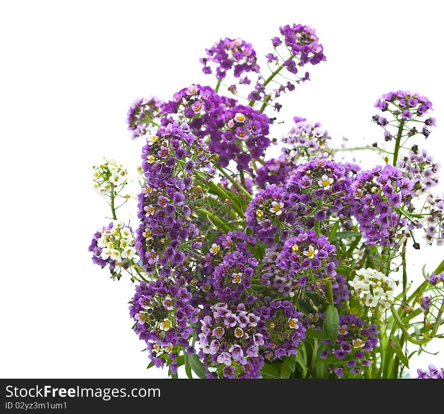 Flowers on the white background