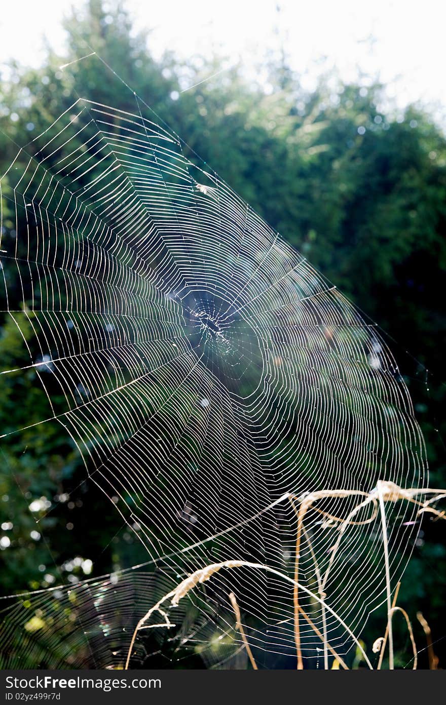 Close-up view on cobweb in morning light. Close-up view on cobweb in morning light