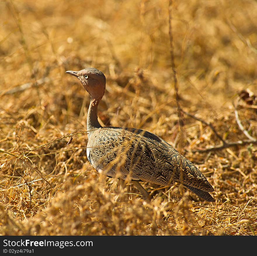 The Buff-crested Bustard