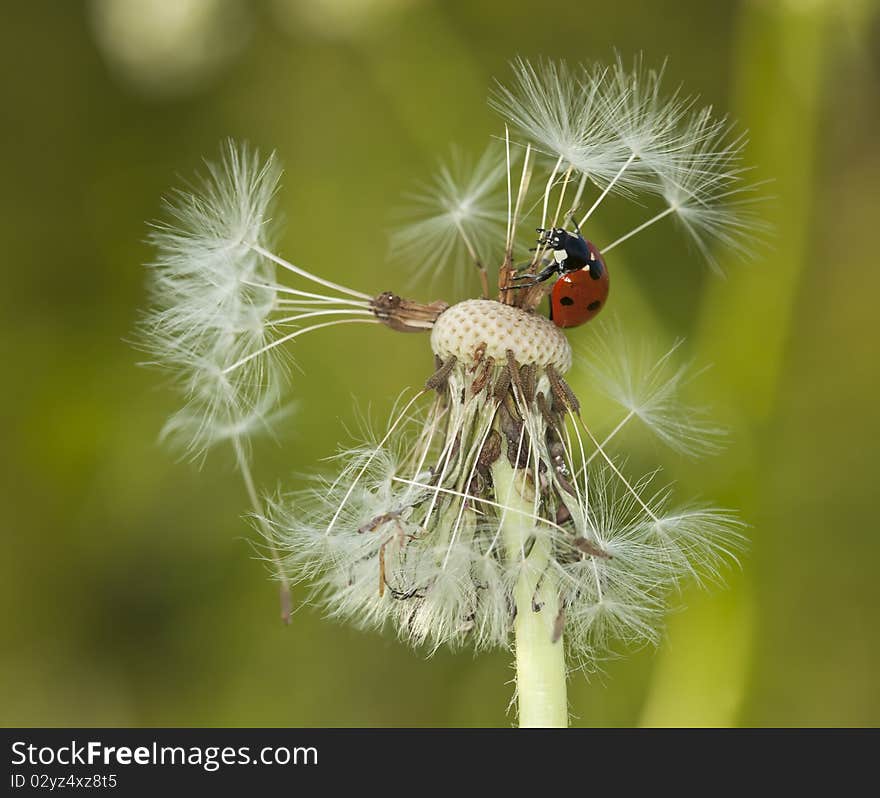 Ladybug on dendelion