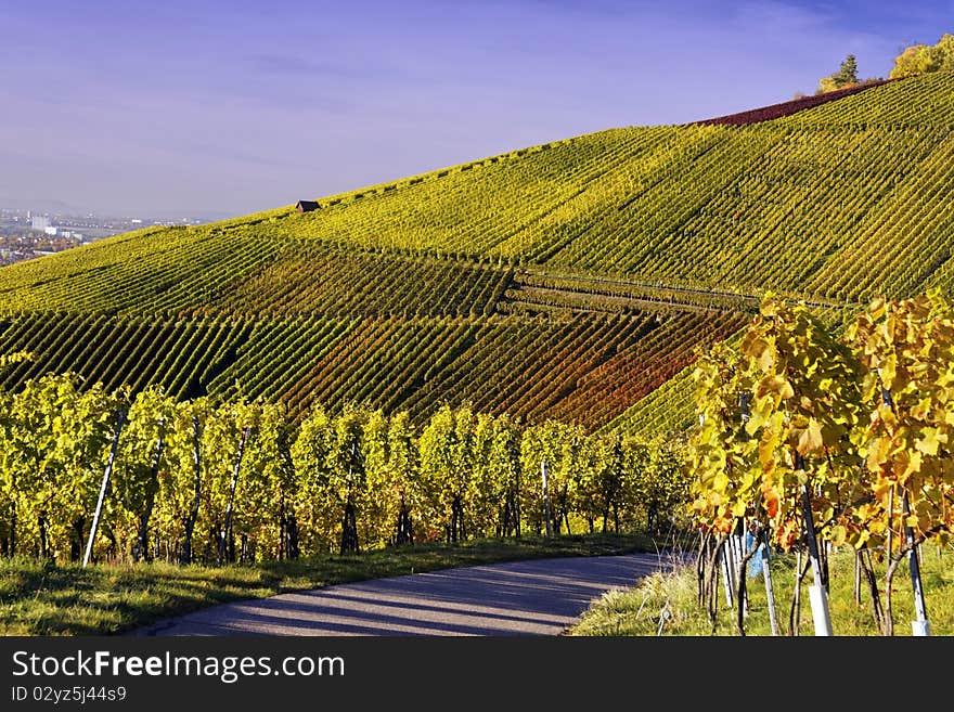 Vineyard and a long way , the autumn season. Vineyard and a long way , the autumn season