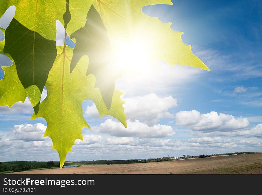 Green maple leafe in sunny day on blue sky fone. Gold autumn. Green maple leafe in sunny day on blue sky fone. Gold autumn.