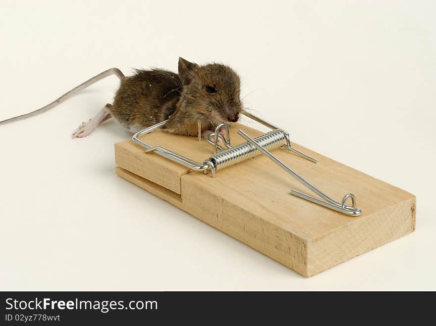 Dead Mouse caught in a mousetrap on a white background