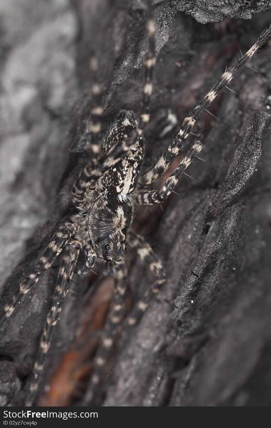 Wolf spider on burnt coal