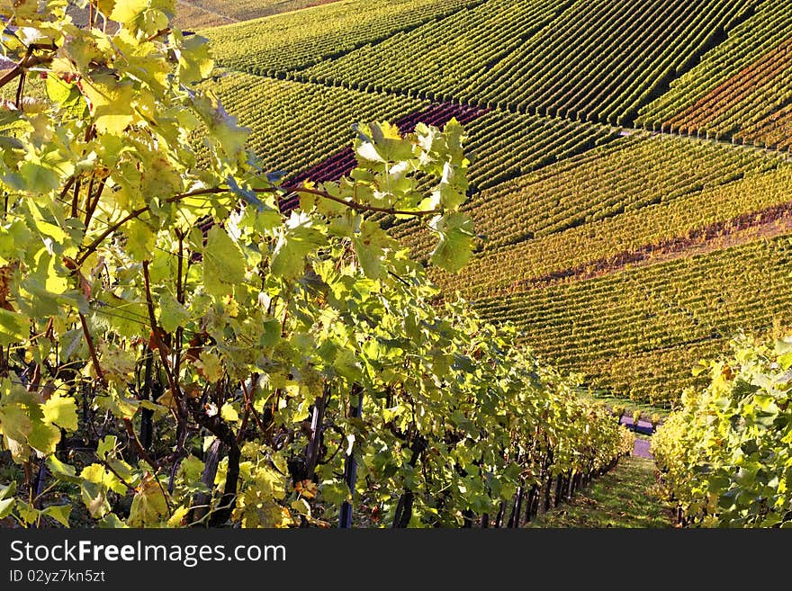 Vineyard in Stuttgart with beautiful colors, the autumn season. Vineyard in Stuttgart with beautiful colors, the autumn season