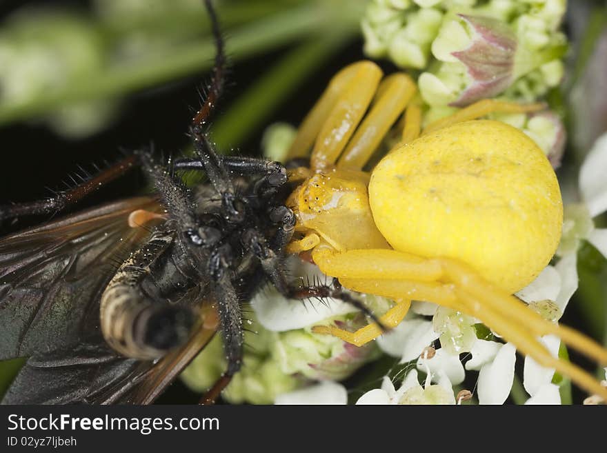 Goldenrod Crab Spider Feasting On Fly