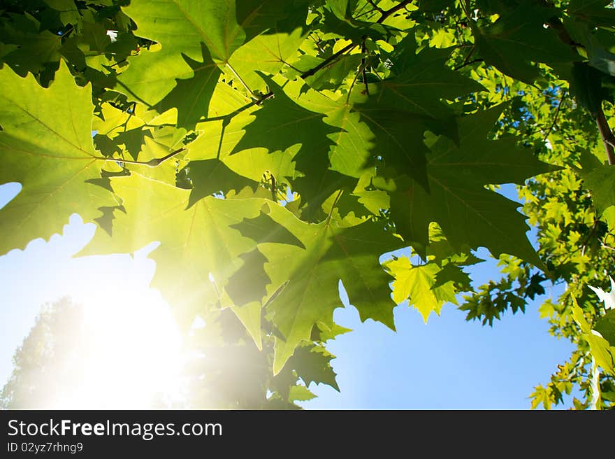 Green maple leafe in sunny day on blue sky fone. Gold autumn. Green maple leafe in sunny day on blue sky fone. Gold autumn.