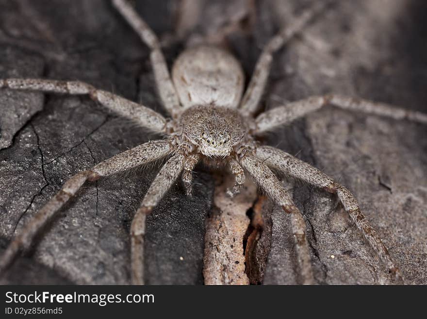 Hunting spider camouflaged on wood