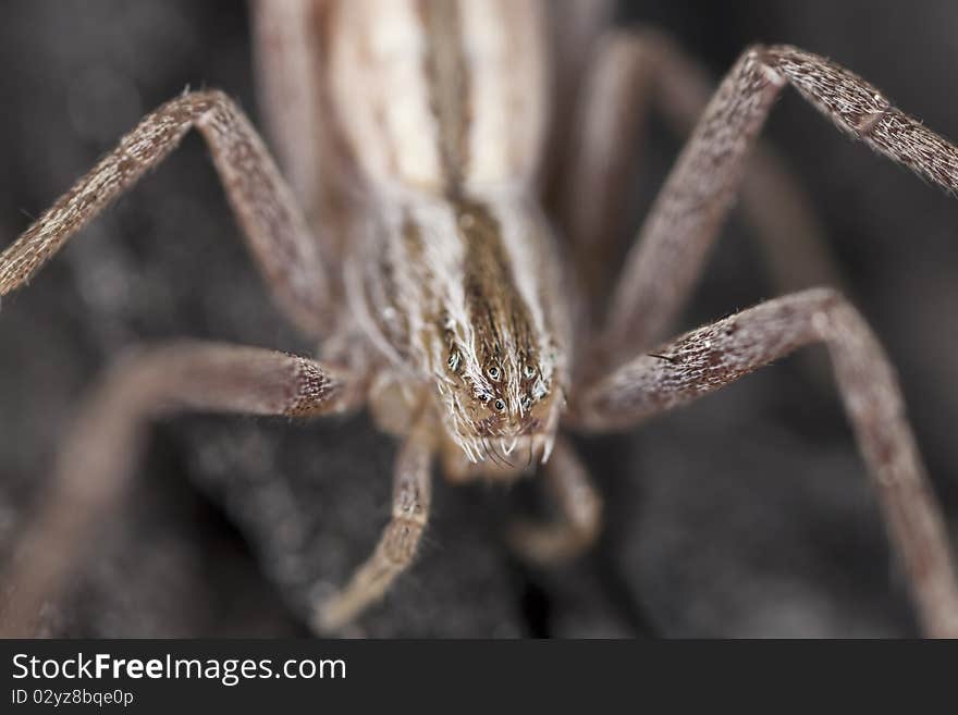 Hunting spider camouflaged on wood