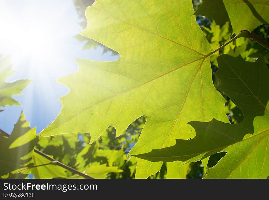 Green maple leafe in sunny day on blue sky fone. Gold autumn. Green maple leafe in sunny day on blue sky fone. Gold autumn.