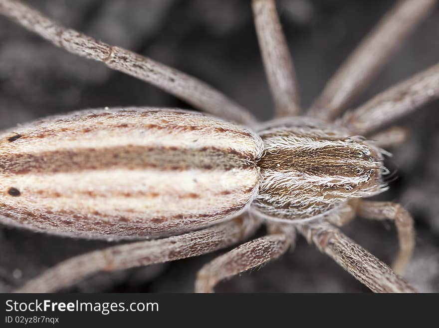 Hunting Spider Camouflaged On Wood