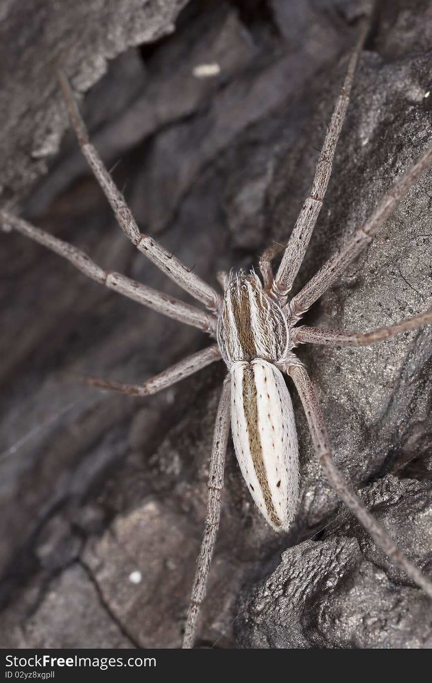 Hunting spider camouflaged on wood