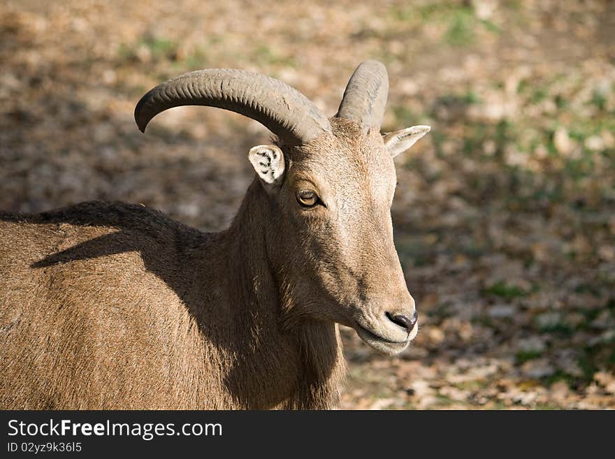 The Barbary Sheep (Ammotragus lervia)