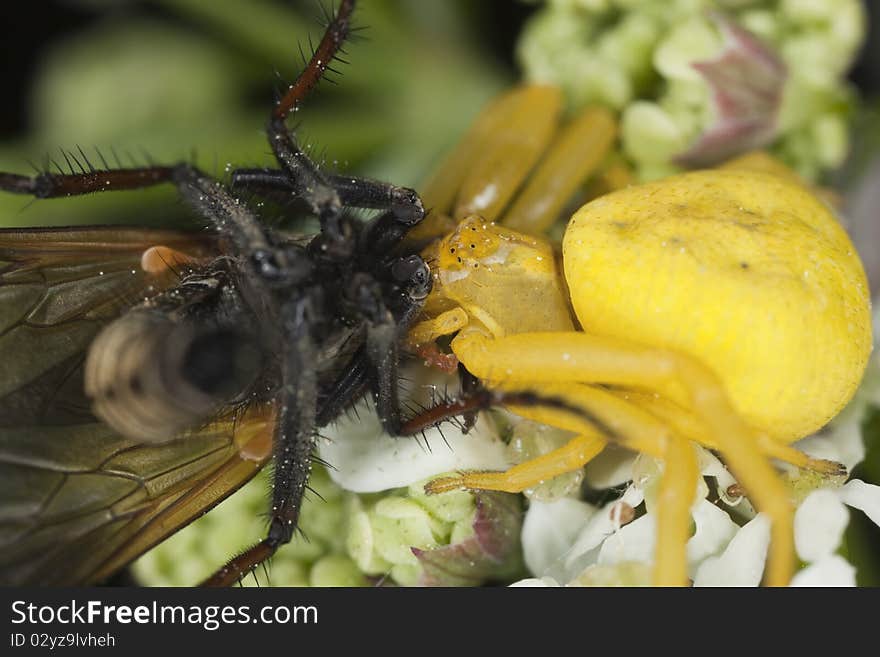 Goldenrod crab spider feasting on fly