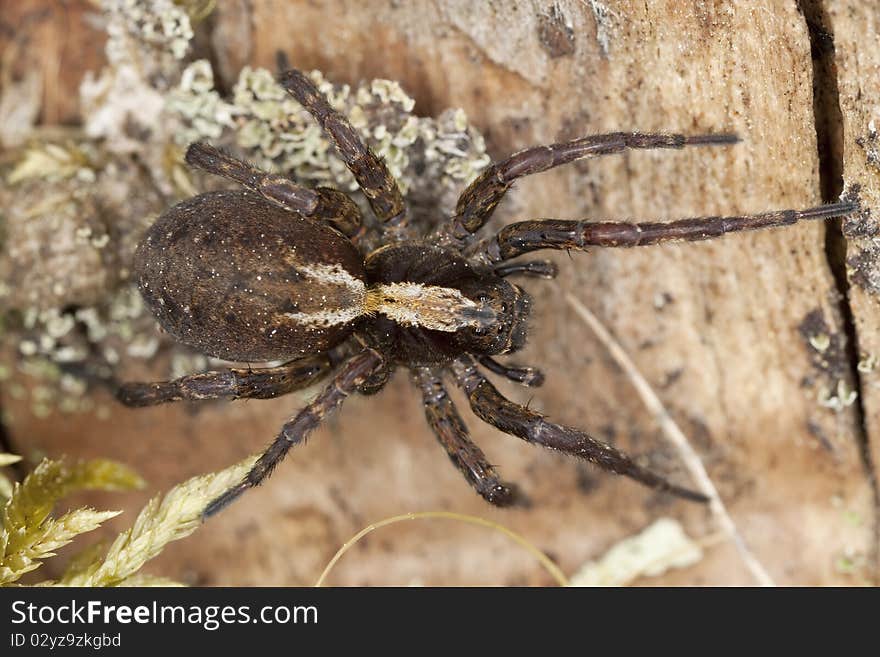 Wolf spider on ground. Macro photo.