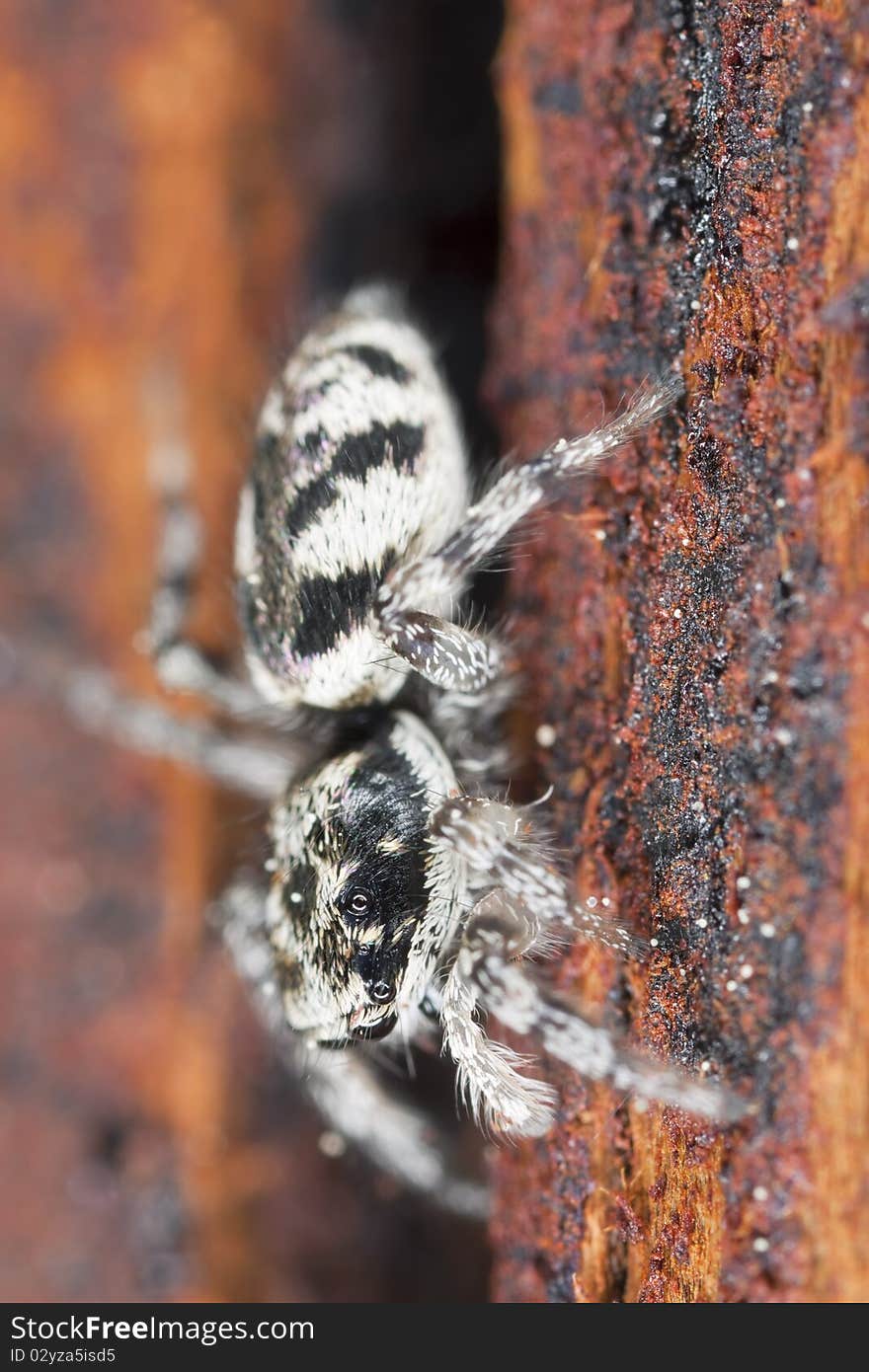 Zebra spider