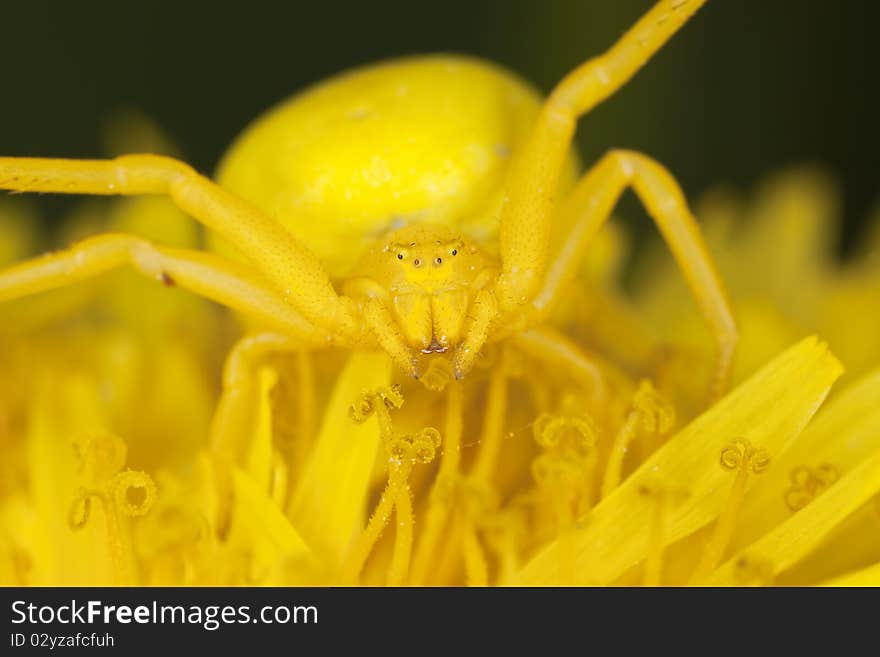 Goldenrod crab spider on dandelion. Macro photo.