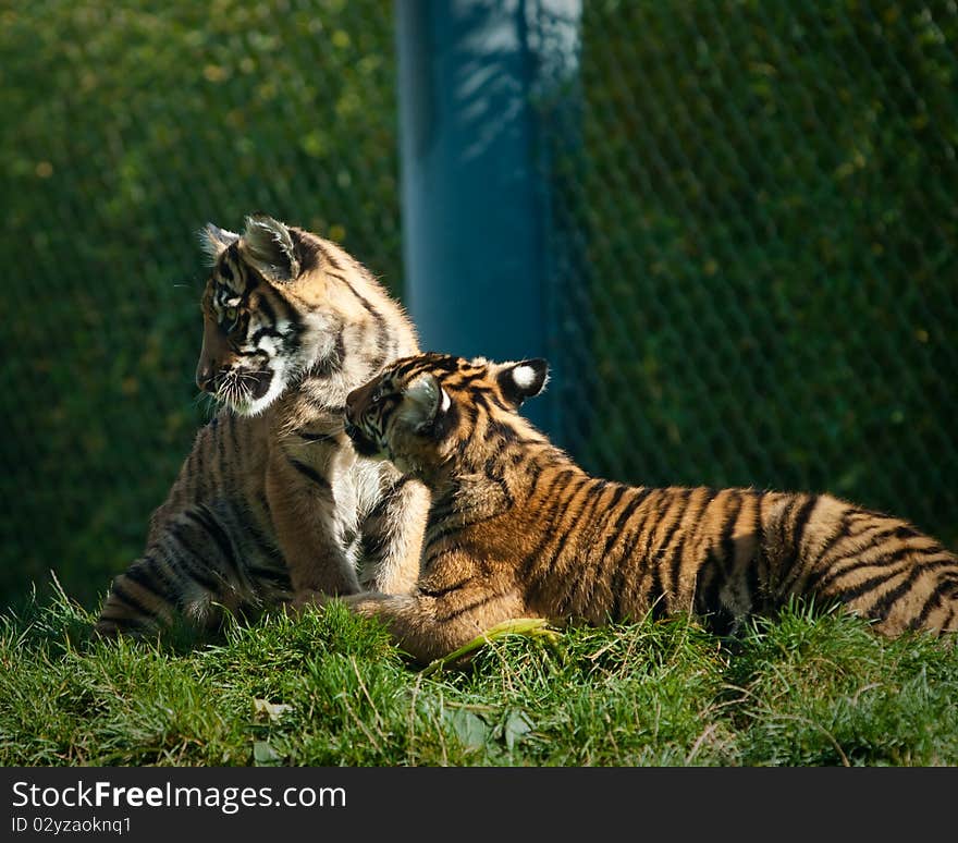 Tiger cubs