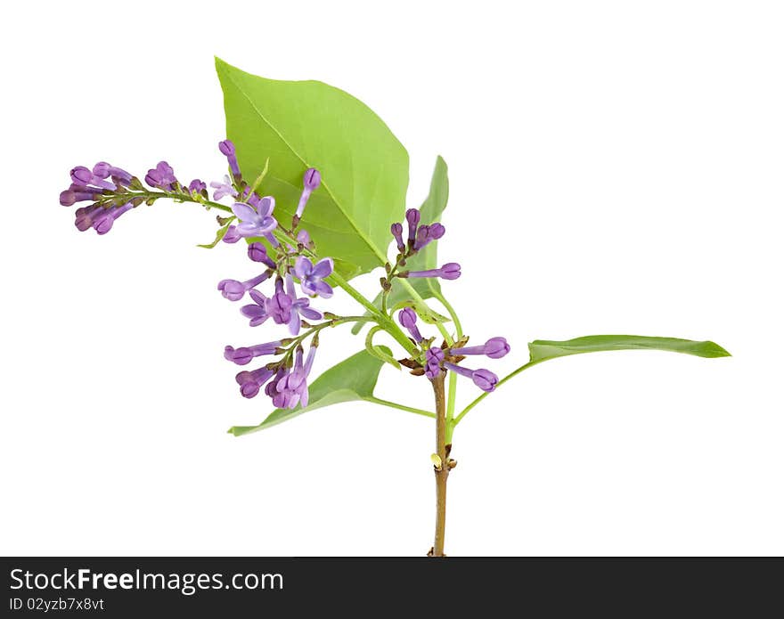 Syringa (Lilac) isolated on white background. Macro photo.