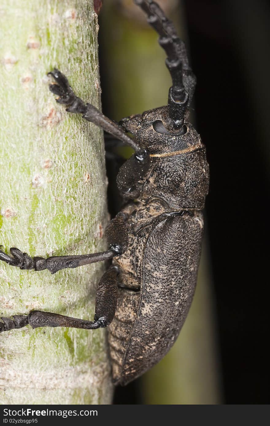 Weaver beetle (Lamia textor)