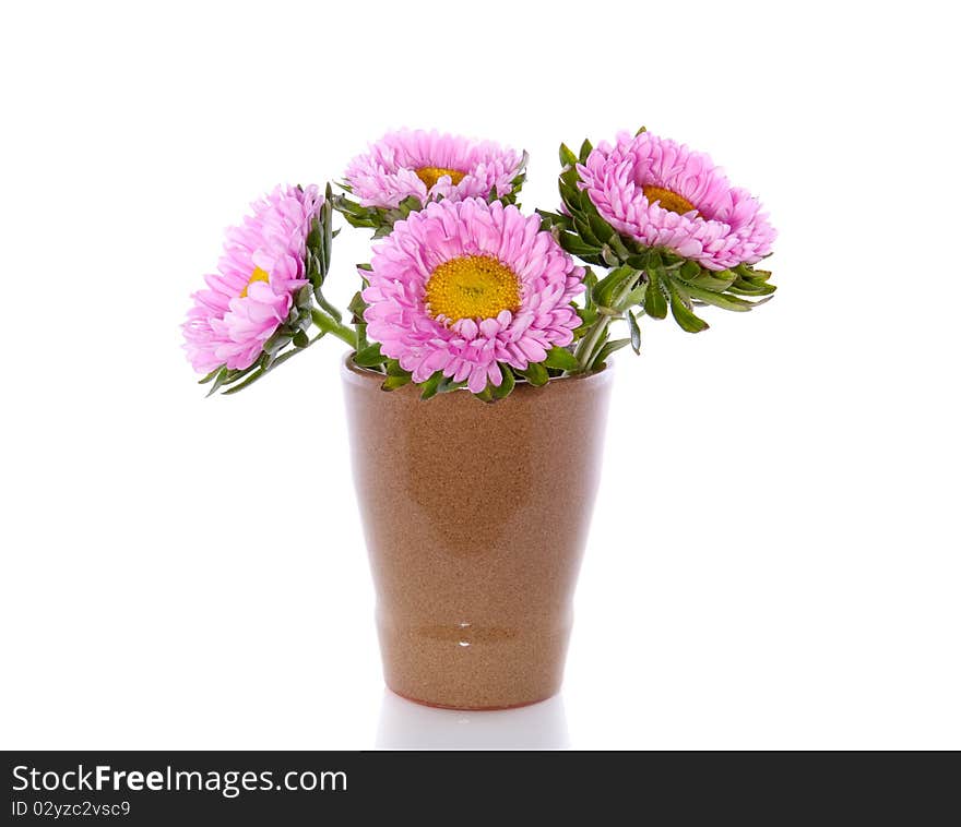 Sweet pink Anjer daisies in a little vase isolated on white background. Sweet pink Anjer daisies in a little vase isolated on white background